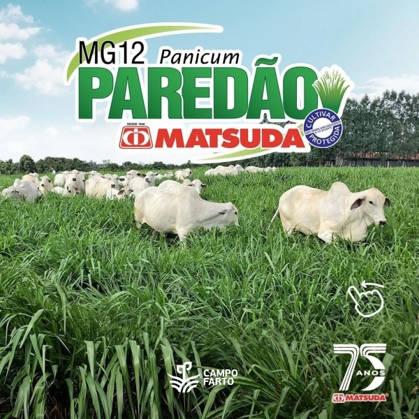10kg Semente Incrustada Capim Mg12 Paredão Matsuda - Imagem Secundária