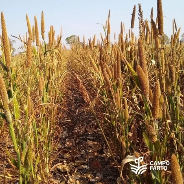  Sementes De Milheto BRS 1501 Matsuda- 25Kg Sementes De Milheto BRS 1501 Matsuda- 25Kg Sementes De Milheto BRS 1501 Matsuda- 25Kg - Imagem Principal