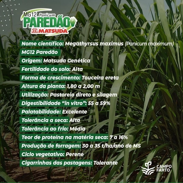 MG 12 Paredão Matsuda 20 kg (Kit c/ 2 sacos de 10Kg cada) - Imagem Principal