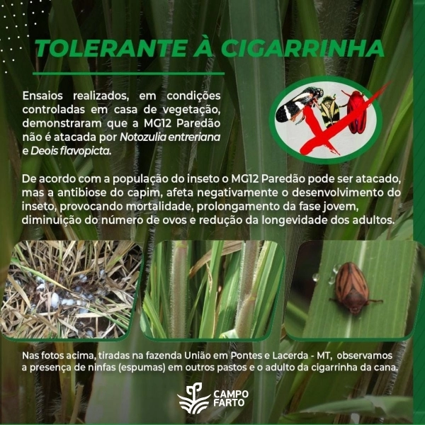 MG 12 Paredão Matsuda 20 kg (Kit c/ 2 sacos de 10Kg cada) - Imagem Secundária