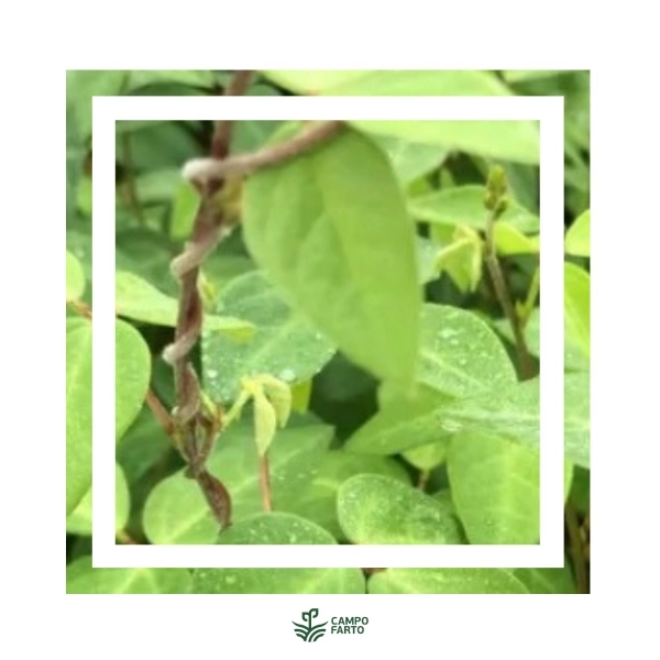 Semente Leguminosas Forrageiras Java Matsuda- 5 Kg - Imagem Secundária