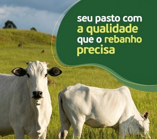 Semente Tobiatã Matsuda- 20kg - Imagem Secundária